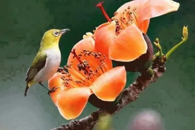 PAJAROS 2 jigsaw puzzle