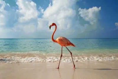 FLAMINGO