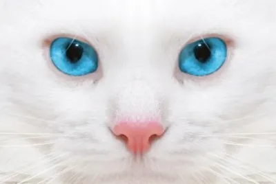 GATO 1