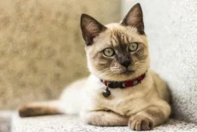 GATO 2