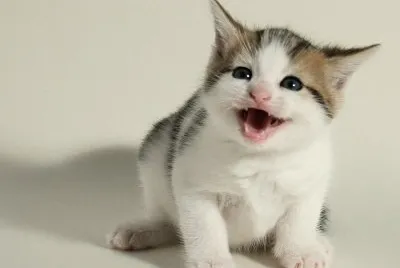 GATO 3