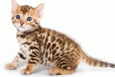 GATO 6