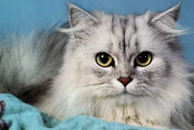 GATO 8