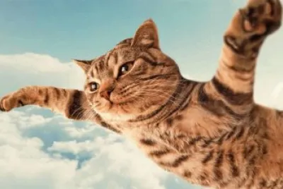 GATO 9