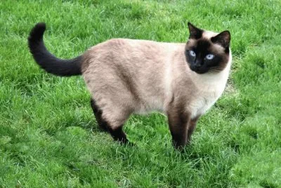 GATO 10