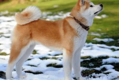PERRO 2