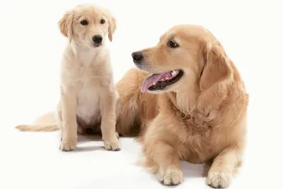PERRO 4