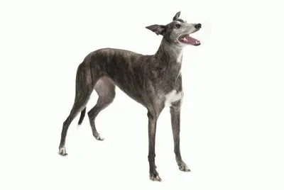 PERRO 7