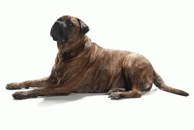 PERRO 9