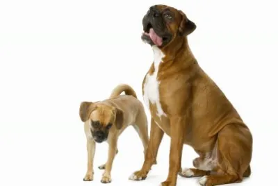 PERRO 10