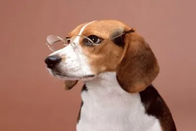 PERRO 11