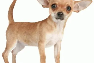 PERRO 15