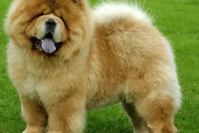 PERRO 17