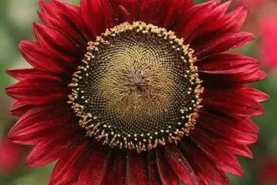 imagens jigsaw puzzle