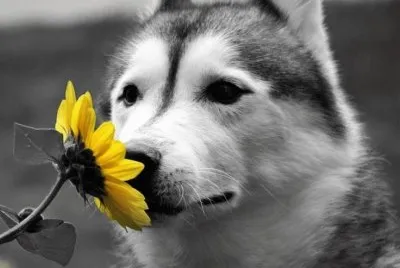 imagens jigsaw puzzle