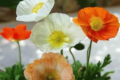 imagens jigsaw puzzle