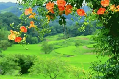 imagens jigsaw puzzle