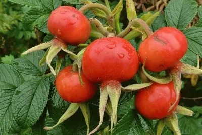 Escaramujo o rosa mosqueta