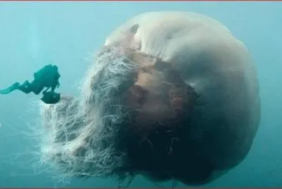 MEDUSA GIGANTE