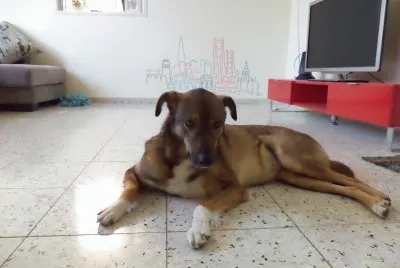 Dog