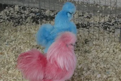 Funky chickens at the petting zoo