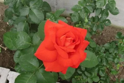 Pretty rose jigsaw puzzle