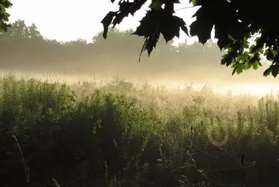 Spider web in misty morning