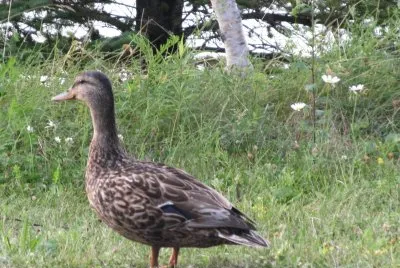  "How 's she goin ' me ducky ? "