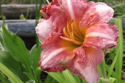 Pretty pink lily jigsaw puzzle