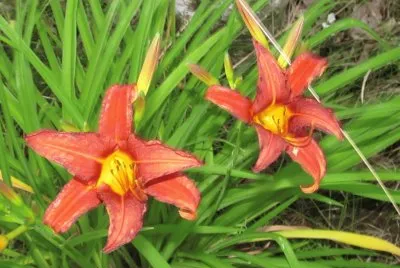 Pretty Tiger Lillies jigsaw puzzle