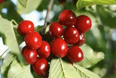 Cereza (Prunus cerasus)