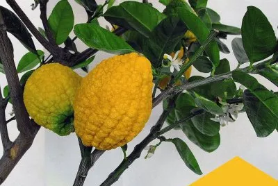 Cidra (Citrus medica)