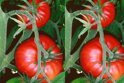 Tomate (Solanum lycopersicum)