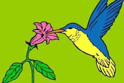 colibri jigsaw puzzle