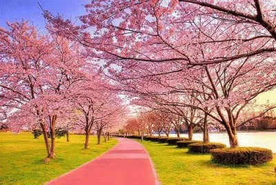 NATUREZA jigsaw puzzle
