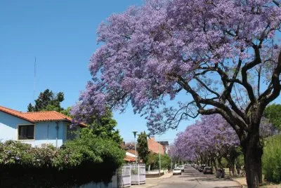 En Saavedra. Ciudad de Buenos Aires. Argentina