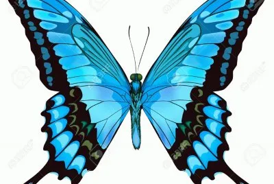mariposa