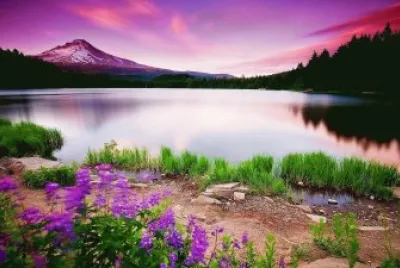 Purple Wild Flowers by Gorgeous Lake Setting