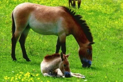 Cavalls