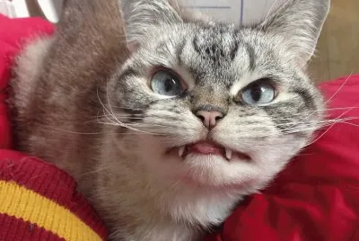 Vampire Cat
