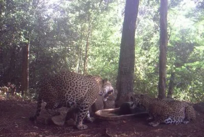 JAGUARES