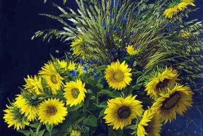 girasol