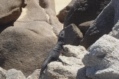 iguana