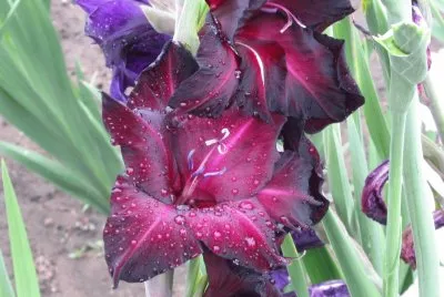 Plum-perty  gladiolas