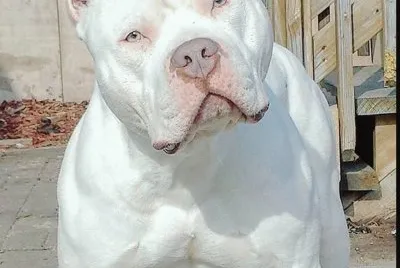 Albino jigsaw puzzle