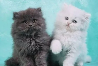 (08) Gatinhos