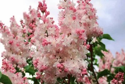 (10) Flores