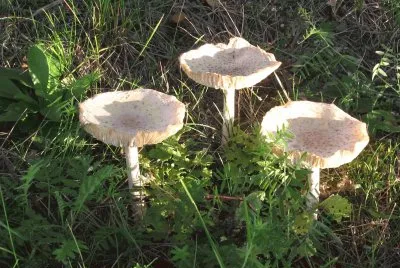  "Man On Horseback " mushrooms jigsaw puzzle