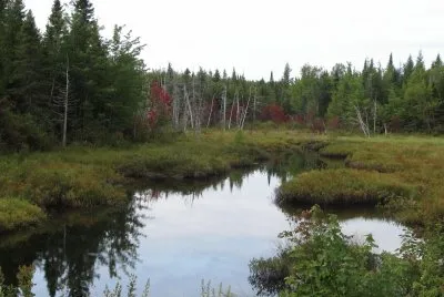 Fall colours starting in the swamp