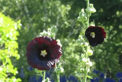 Deep plum Holly-hocks